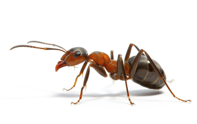 ants 2